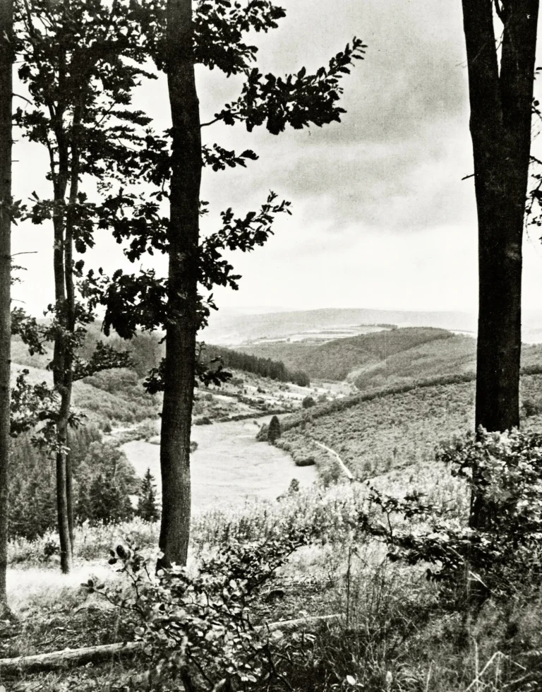 Haubergslandschaft im Siegerland mit Niederwald
